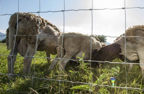 Malla Borreguera (Ganadera) - 50 MTS