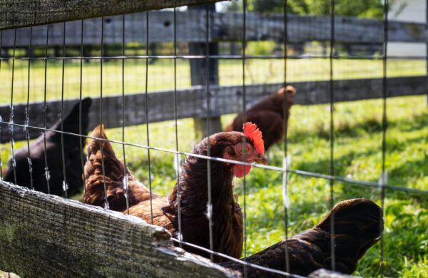 Tecnomalla (Multiusos) Estándar Calibre 14.5