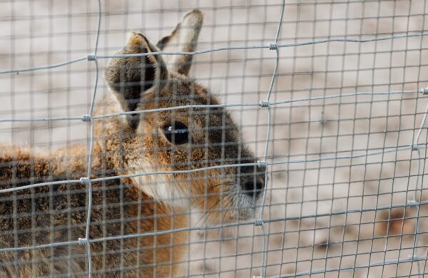 Malla Marranera (Avícola)