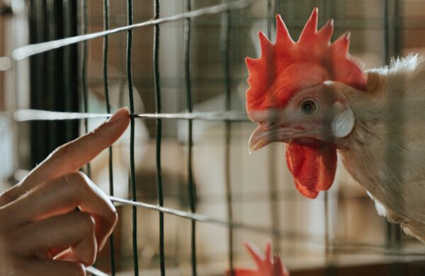 Tecnomalla (Multiusos) Estándar Calibre 14.5