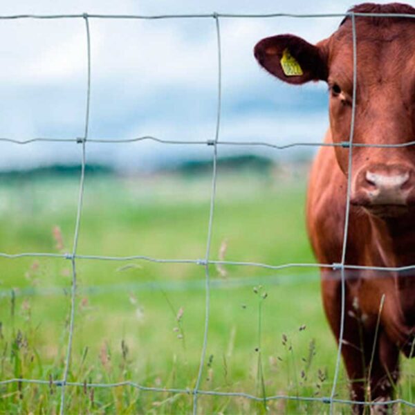 Malla Borreguera (Ganadera) - 50 MTS